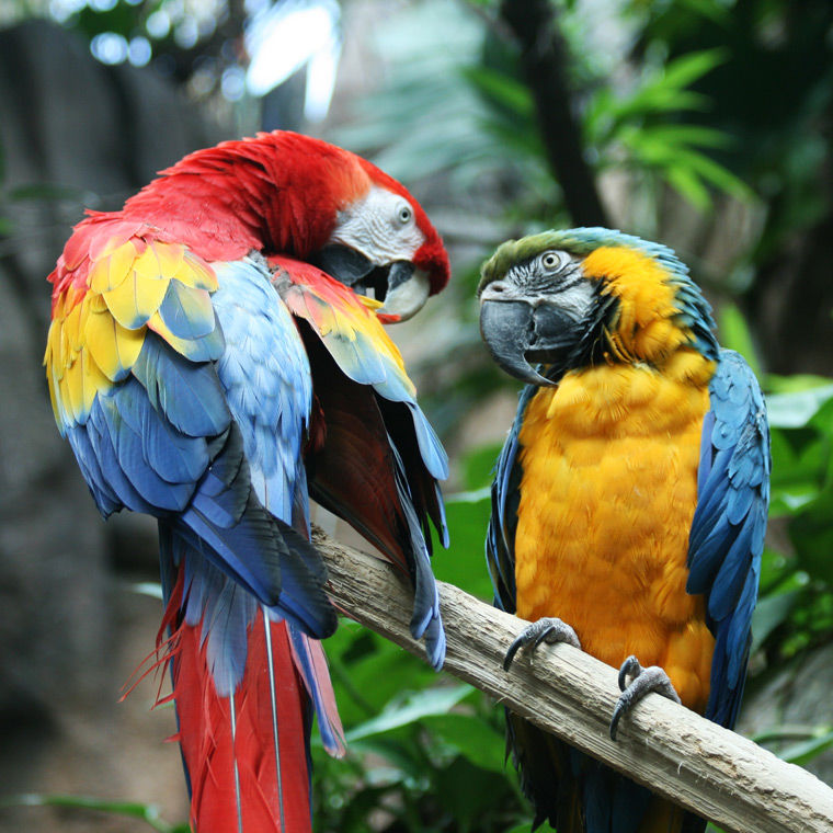 Best pet food and accessories for pets - Premium Parrot and Bird Essentials